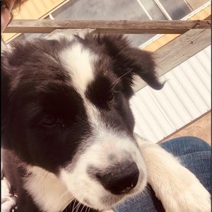 Meet your Posher, Emma